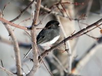 Dark-eyed Junco One of Michigan's most common winter residents, migrates from Canada.